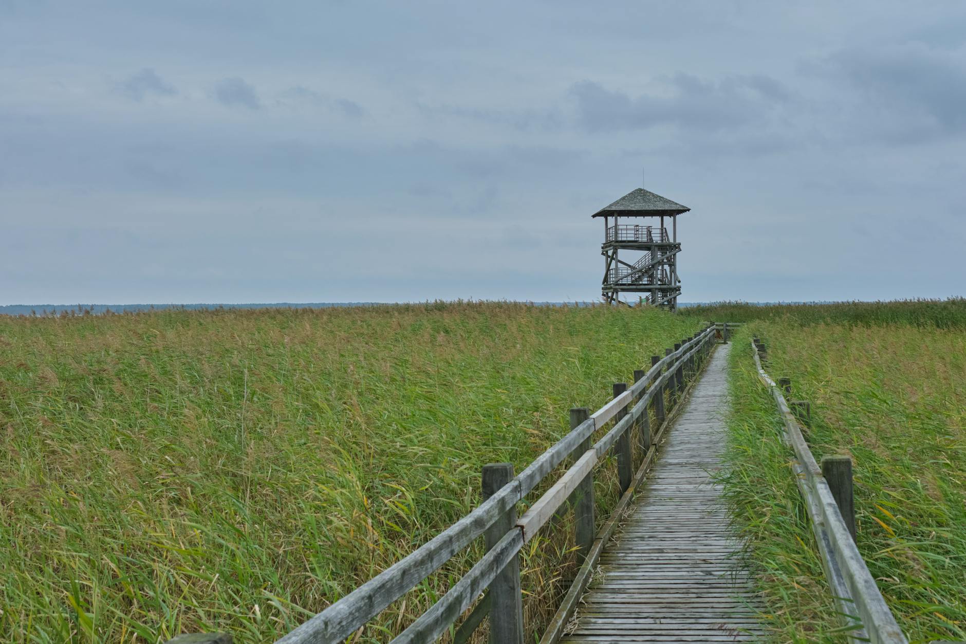 Weekend na Lubelszczyźnie dla fanów natury: rezerwaty, kładki, wieże widokowe i krótkie szlaki Drewniana kładka przez mokradła prowadząca do wieży widokowej