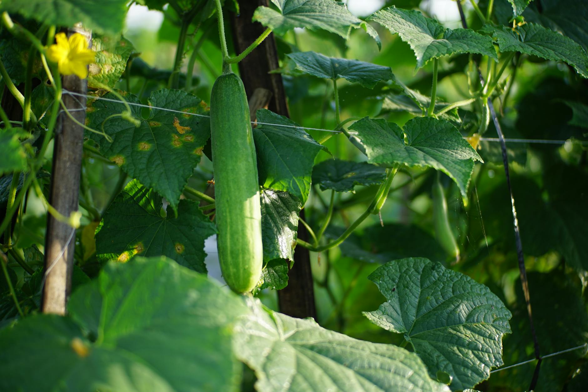 Ogórek rosnący w słońcu pośród zielonych liści w ekologicznym ogrodzie