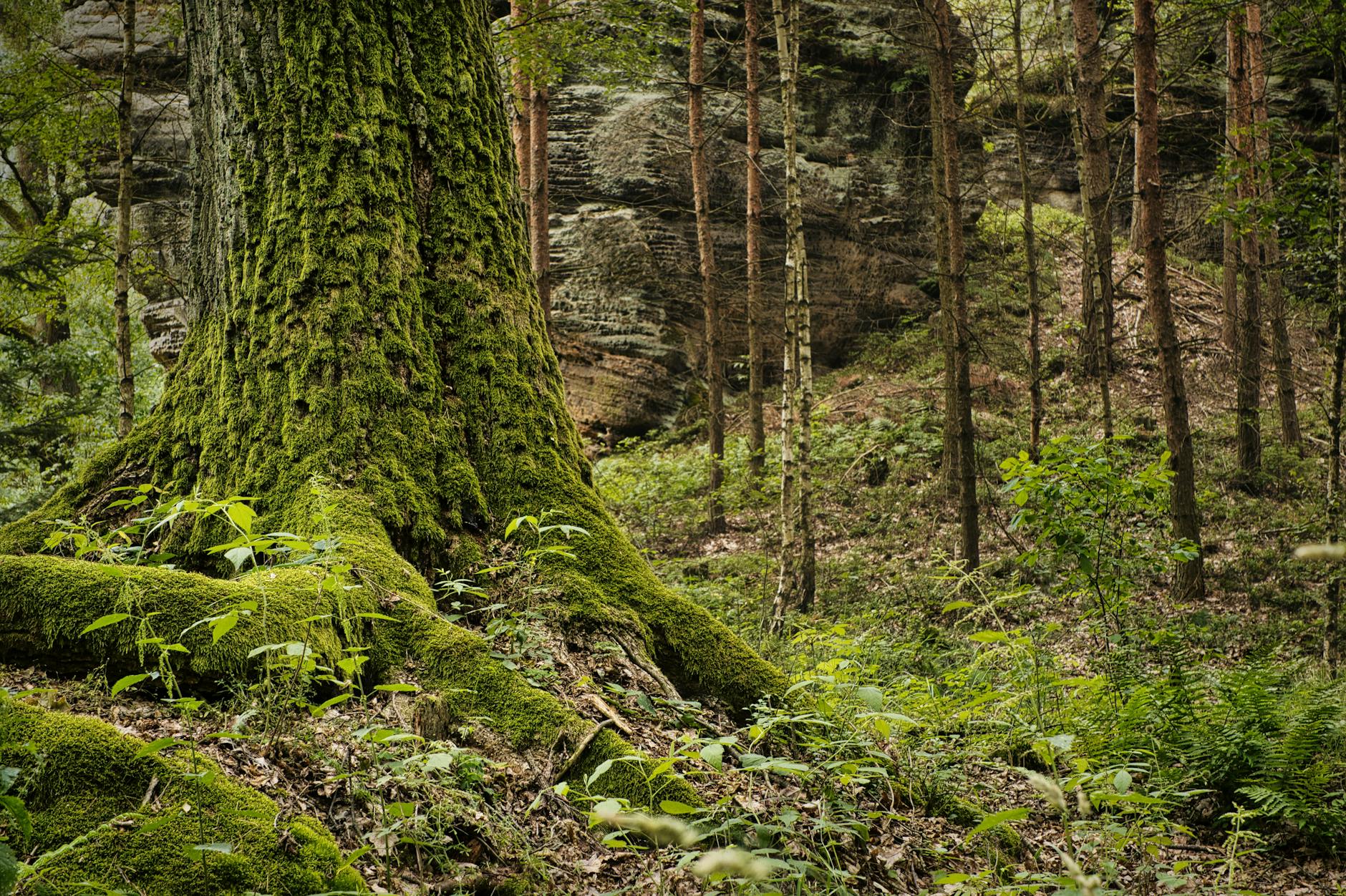 Dlaczego w Kazimierzu Dolnym jest tyle wąwozów? Legendy i ciekawostki geologiczne Porośnięty mchem pień drzewa w zacienionym, skalistym wąwozie