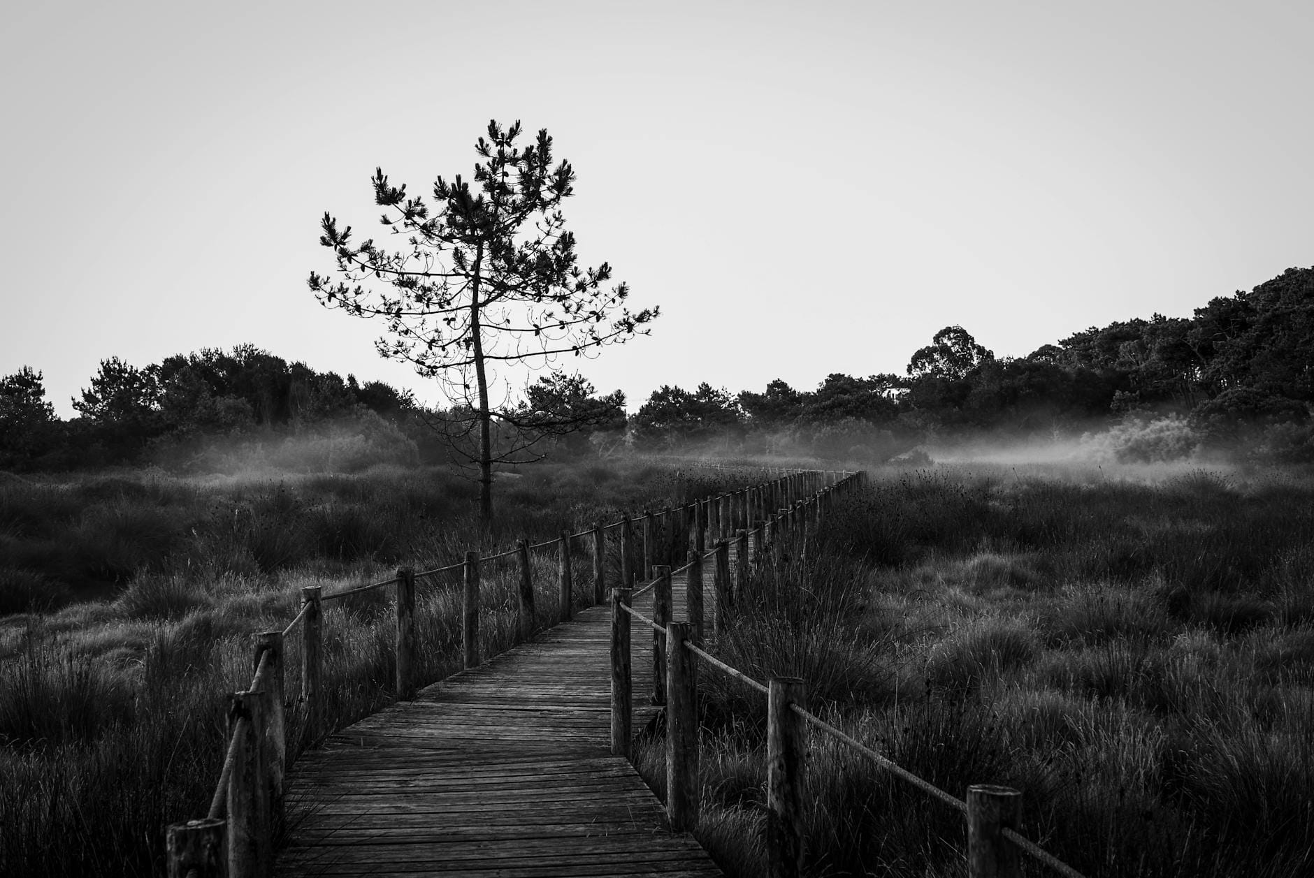 Drewniana kładka we mgle prowadząca przez podmokły rezerwat leśny