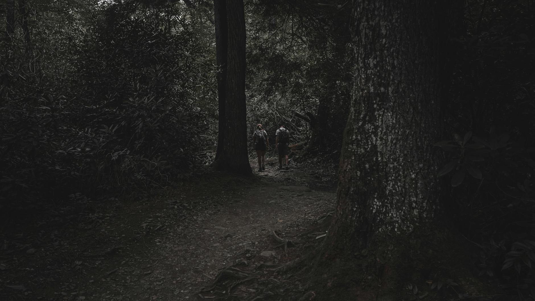 Dwójka turystów idzie ciemnym leśnym szlakiem