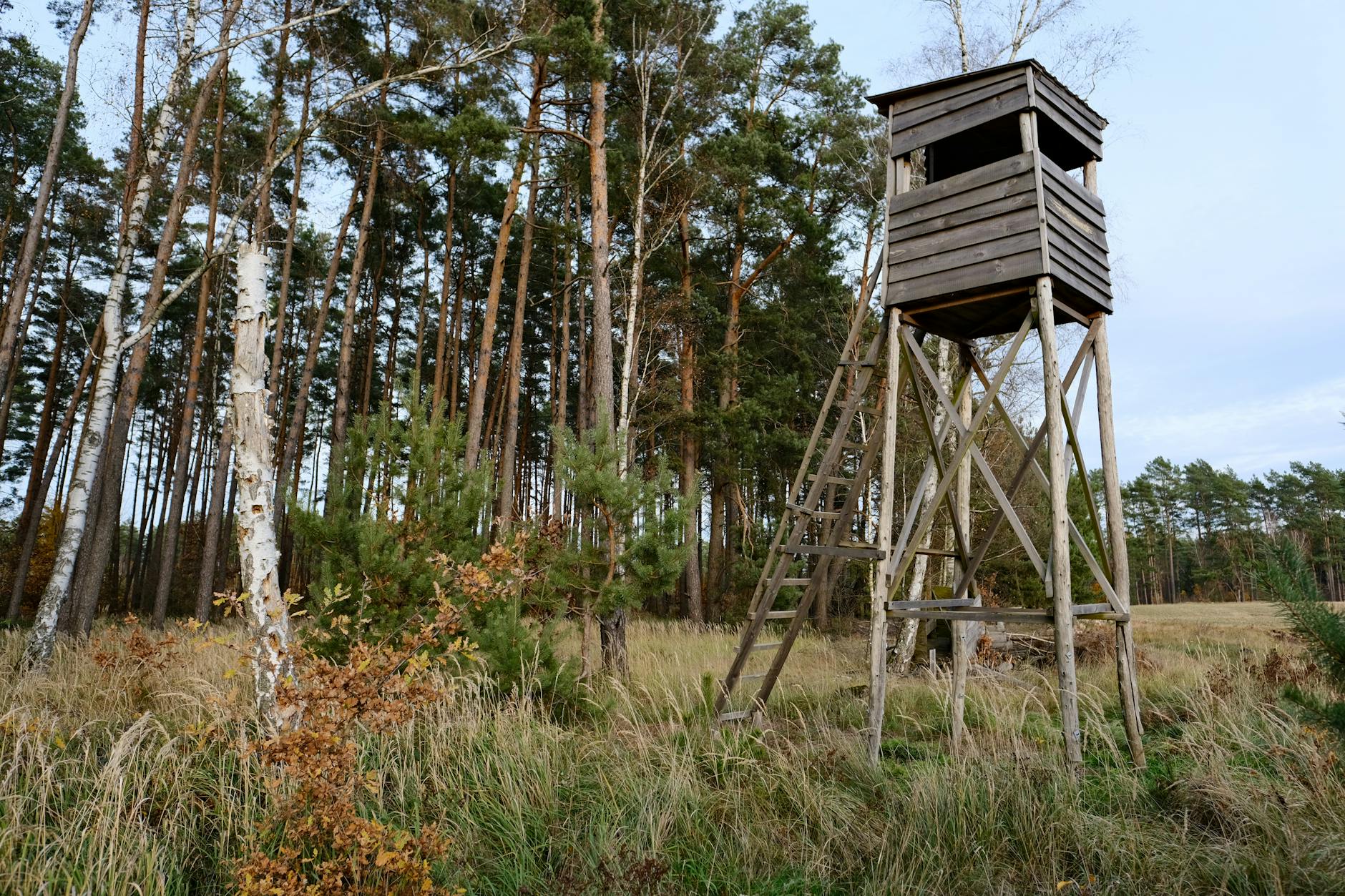 Drewniana wieża widokowa w środku gęstego lasu